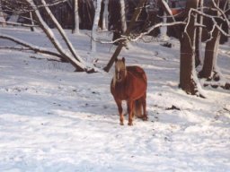 Winter in Lischeid